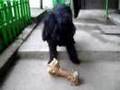 big-bone-small-dog