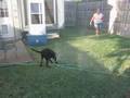 We don't need no Sprinkler System!!