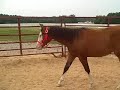 Spooks Gotta Gun 2007 filly out of Gunner mare