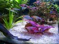 Hemigrammus Bleheri