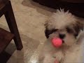 El gato y el shit-tzu