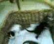 lovely baby cats 