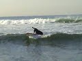 Surf Dog Louie shredding on a 7ft GT Surfboard Surf Dog Louie shredding on a 7ft GT Surfboard