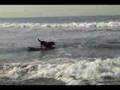Surf Dog Louie shredding on a 7ft GT Surfboard