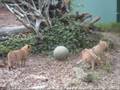 Adorable Cute Lion Cubs Playing