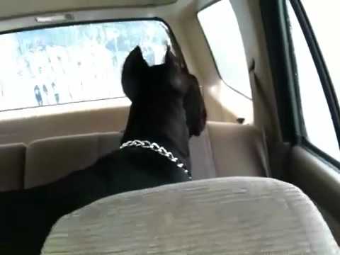 cane corso