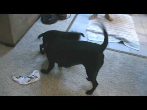 Dog Lovers!! Two Labs Playing and Fighting….SO FUNNY!!!
