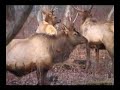 Pennsylvania Back Country Elk Hunt Part 1