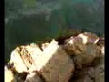 shark pauanui New Zealand shark pauanui New Zealand