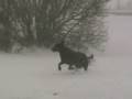 videos de Winter Storm Prince Edward Island 2008	