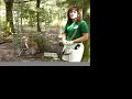 Operant Conditioning- Big Cat TV Operant Conditioning- Big Cat TV