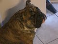 Brutus Pouting (Rootabega)