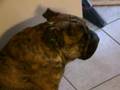 Brutus Pouting (Rootabega)