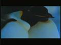 FA-La Marche de l'Empereur-March of the Penguins