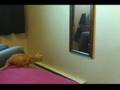 Cat jump. Mirror. Pure hilarity.