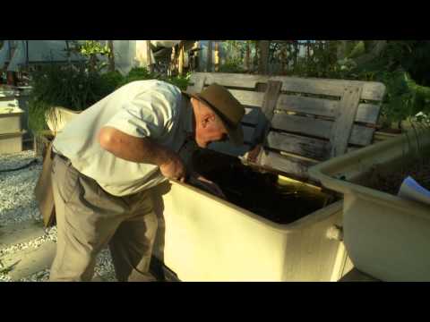 does aquaponics really work aquaponics for profit aquaponics the build