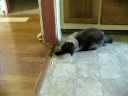 Silly Simon!