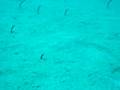 videos de Anguilas Jardineras - Lanzarote
