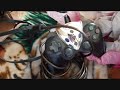 well guys, this will be my last pick up videos for now, ill be going thruw surgery tomorrow and wont be able to walk for a while, so no more hunting for games till i recover. ok enough of the sad story on with the video. its all the stuff i got from last week and the weekend from the swap meet, goodwill, salvation army and trades i made with spinthedemon, x1pdy &superheroesden1. i still cant belive i found yet another copy of final fantasy vii but this time it was a greatest hits copy, but i did find a legend of dragoon black label, most likely ill be putting them up for trade or for sell on ebay to get funds to buy chrono trigger on the snes. also found a couple of nes games, nes system, i did find a snes complete system with a copy of donkey kong country but i forgot to record it, but maybe in my next collection video ill show it. again thanks for watching. rate, comment, subscribe thanks to spinthedemon, x1pdy & superheroesden1 for the trades. www.youtube.com www.youtube.com www.youtube.com