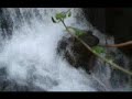 The beauty of an Indian village 'Cherukara' in Malappuram District of Kerala, India recorded by Hussain Chirathodi under heavy monsoon weather conditions during July & Agust 2007. - Village Life - The Beauty of an Indian Village