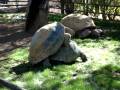 Tortoise sex