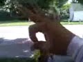 patricks backflip