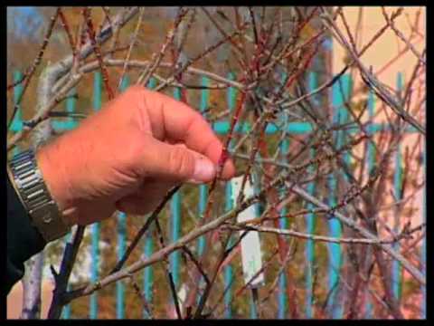 How To Care For Fruit Trees