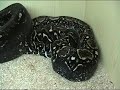 Snakes from Niederbayern! M.boeleni, M.viridis, C.caninus, Boa`s Snakes from Niederbayern! M.boeleni, M.viridis, C.caninus, Boa`s