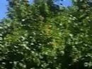 Bees in a Swarm & the Bee Whisperer, Part 1 Bees in a Swarm & the Bee Whisperer, Part 1