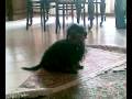 videos de Otto il bassotto si fa il bidet