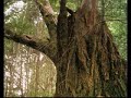 One Minute Listening Meditation