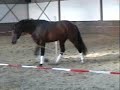 3 yr old Sandreo x Lancet Stallion-