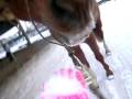 videos de Jolly mange de la neige ^^ =)