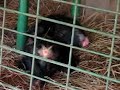 Doguy and Shasa have both eye keratytis. We believe it is of bacterial origin. They had to be sedated for check-up and for treatment/Doguy & Shasa ont une keratyte oculaire d'origine bactérienne. On les a endormis pour vérification et pour traitement