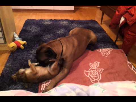 bullmastiff