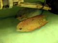 Guarda video