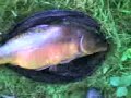 thi ia monster 16.8 pound mirror i caught out of a pond at the bottom of a ladies garden, just on a line,hook, and flating rubber bread.