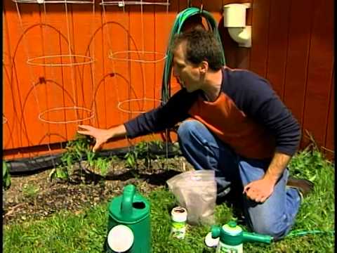how to fertilize tomatoes organically