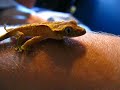 Crested Gecko Babies