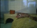 A Small Snake Eating