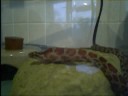 A Small Snake Eating