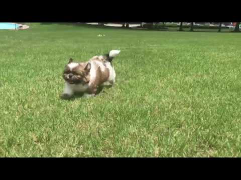 Lucy is a very relaxed, friendly, intelligent ImperialShih Tzu