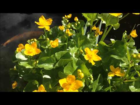 how to care marigold plant