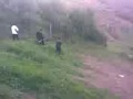 Bear vs Barbarians.avi
