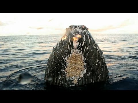 how to cure humpback