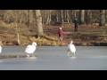 Cannop Ponds Cannop Ponds
