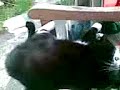 Jerry the cat gives a thumb job