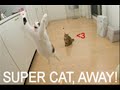 Caturday!