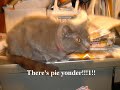 Caturday!