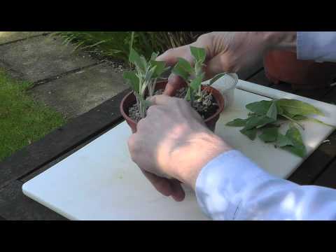 how to transplant texas sage